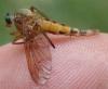 Rhagio tringarius
